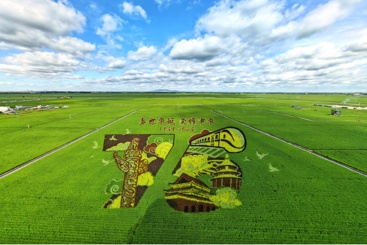 北大荒稻田画