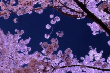 空樱