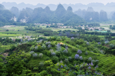英红茶山
