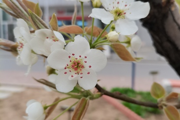 梨花