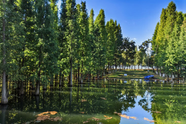 海洪湿地公园景如画