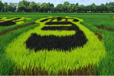 北大荒稻田画