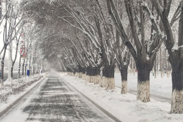 冬雪