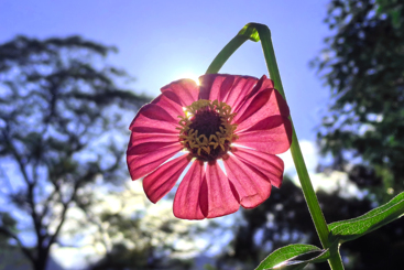 花韵