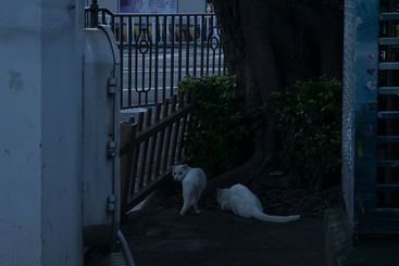 蓝调、白猫