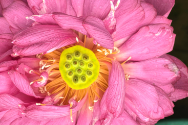 花韵