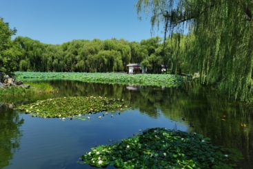 莲池