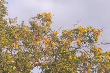 树叶3