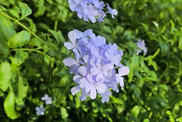 绣球花