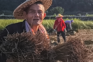 抱草