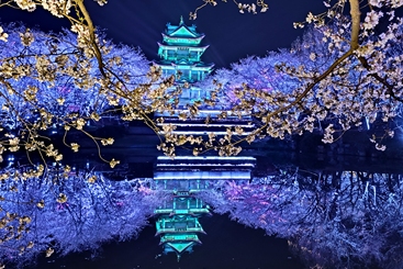 鼋头渚赏樱楼夜晚灯光
