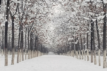 冬雪