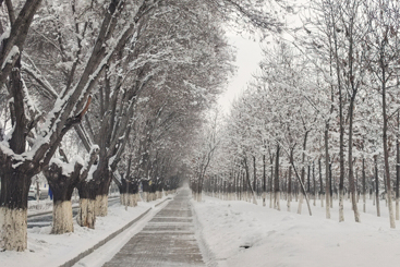 冬雪