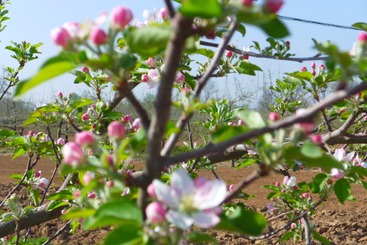 苹果花