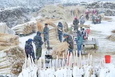 芨芨草扎出致富新门路1