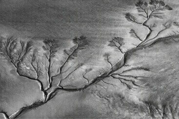《潮汐樹》