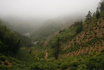 茶山