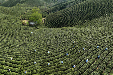 Z38741-2-277263-135****0288-茶山采茶.JPG
