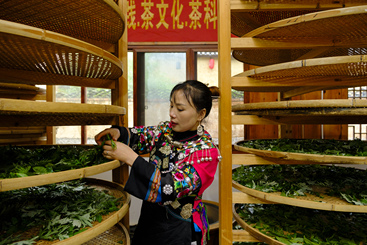 网红带货卖茶叶（组照）4