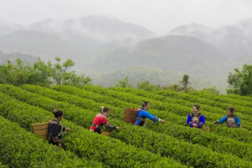 网红带货卖茶叶（组照）3