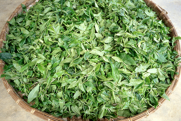 1、云南普洱茶“七子饼”的传统制作-采摘来的大叶种茶叶鲜叶