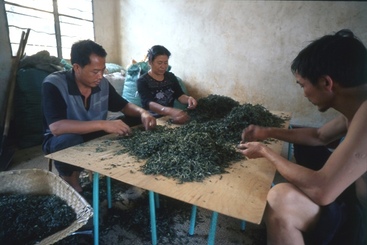 3、云南普洱茶“七子饼”的传统制作-将毛茶中的杂质捡出