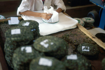 7、云南普洱茶“七子饼”的传统制作-压好的茶饼用特制的白棉纸进行包装