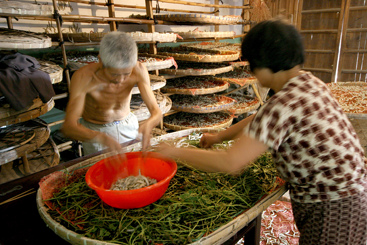 将熟蚕捉到蚕簇上去