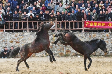 Z23447-5-277263-180****0558-《苗家斗马闹新春》（组照5）龙涛、180****0558、2022年2月5日、广西柳州市融水县、苗族、斗马闹春.DSC09916.JPG