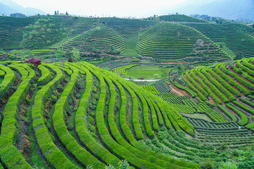 Z31268-9-277263-130****8515-8-DSC02669《遂昌大柘万亩茶园》.jpg