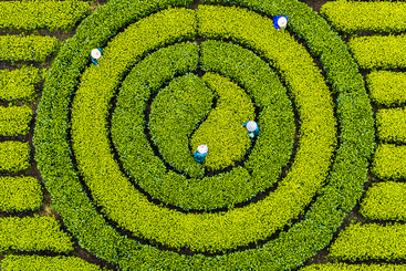 Z31268-9-277263-130****8515-4-DJI_0204-2-1《八卦茶园》一说明：云和崇头镇八卦茶园。.jpg