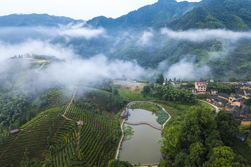 Z31268-9-277263-130****8515-3-DJI_0011-1《松阳麒上茶园云雾》.jpg