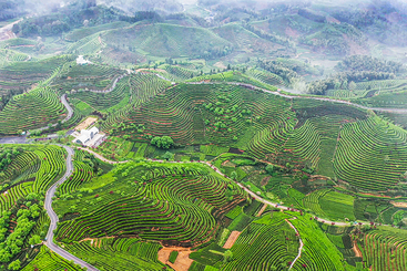 Z31268-9-277263-130****8515-2-DJI_0599《遂昌大柘万亩茶园》.jpg