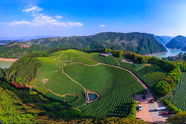 Z31268-9-277263-130****8515-7-DJI_0608-1《遂昌湖山生态茶园》-说明：遂昌湖山生态茶园.jpg