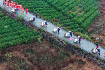巡茶山、祈丰年   