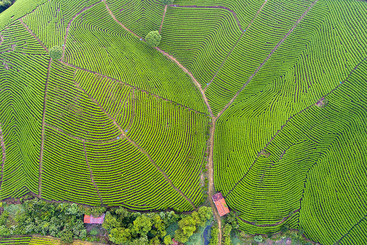 Z37187-10-277263-150****2185-03-DJI_0055--0美丽茶山.jpg