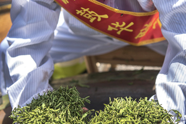 Z38305-20-277263-186****9995-《炒茶赛》组照4张+江西省铜鼓县宁红茶传统制作技艺大赛。 （3）.jpg