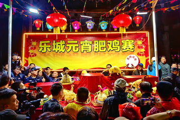 乐城元宵赛肥鸡-打擂台评比
