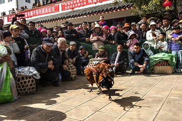 《开新街》2025年2月5日拍摄于云南省玉溪市峨山彝族自治县富良棚乡。彝族特有的斗鸡比赛是富良棚开新街的保留节目，众人围着斗鸡场欢呼声连连。