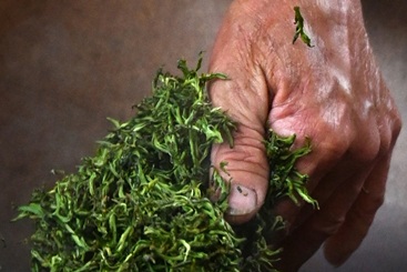 组照--《炒绿茶》--摄于浙江遂昌湖山茶村