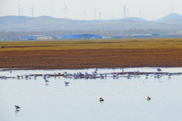 Z18034-10-277264-136****2598-《湿地遗鸥》-组照02.jpg