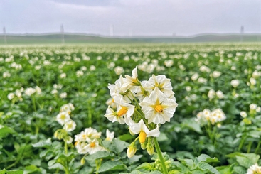 组图5：花香四溢土豆花
