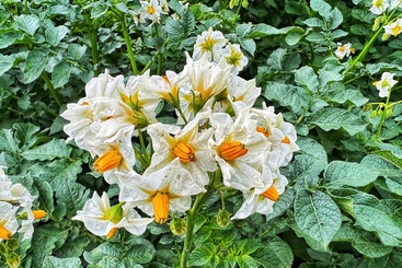 组图4：花香四溢土豆花