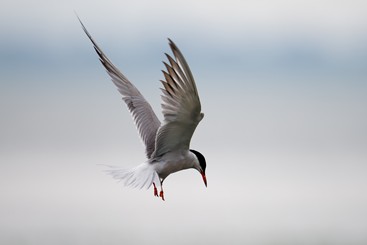 Z39223-2-277264-177****6298-鸥-5.jpg
