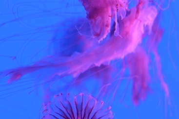海魄之舞