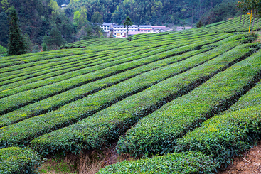 Z40881-8-277404-秘境茶语.jpg