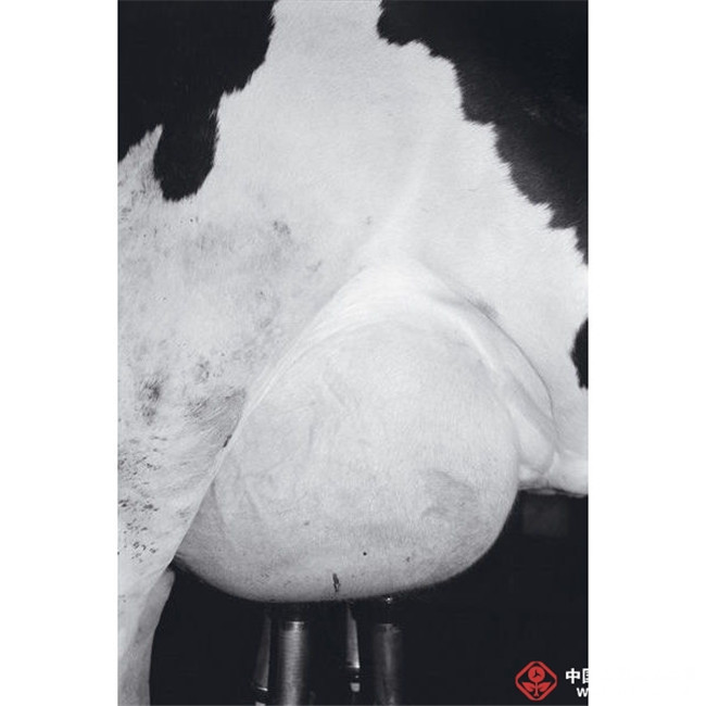 Prix Pictet获奖者Michael Schmidt去世
